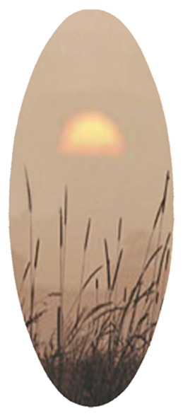 464 DA18 334 Harvest Sunset